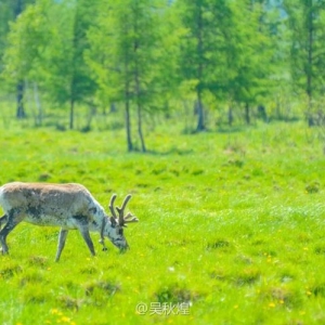牧民自营的跑马场
